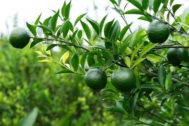 專注新會小青柑普茶，倡導(dǎo)有品生活的摯調(diào)，成功制勝海外市場